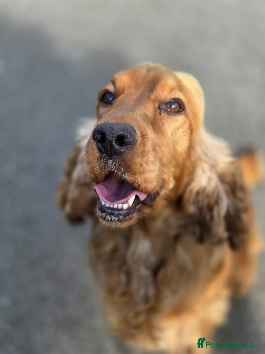 Cocker Spaniel dogs for sale: Our lovely Millie is looking for her forever home - Advert 2