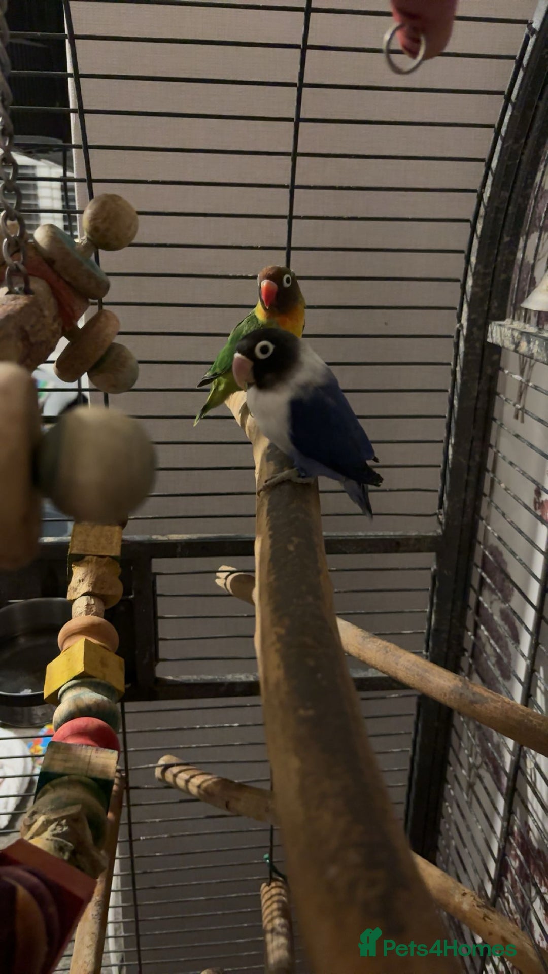 Lovebirds birds for sale: Lovebirds  - Advert 5