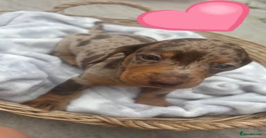 Dachshund dogs - Advert 10