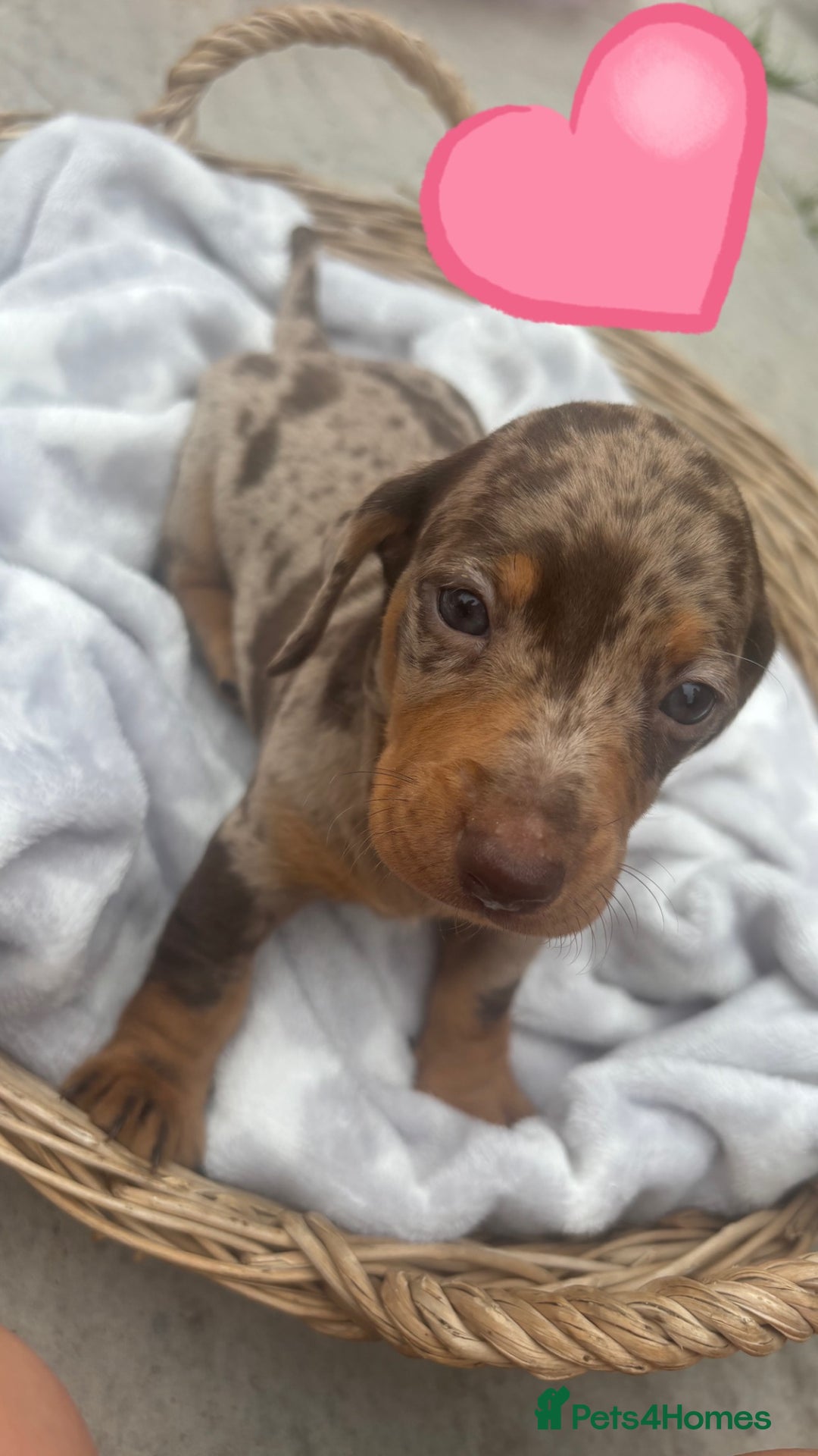 Dachshund dogs for sale: Gorgeous Dachshund Puppies - Image 2