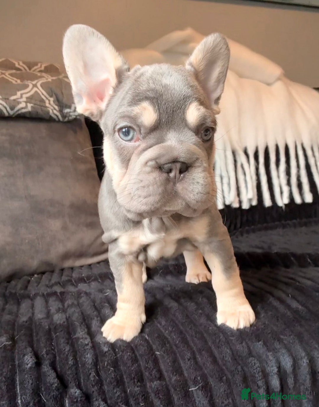 French Bulldog dogs for sale: 5 French bulldog puppies. Pied fluffy - Advert 9