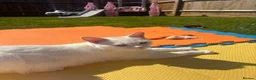 Mixed Breed cats for sale: TURKISH ANGORA / MAIN COON - Advert 5