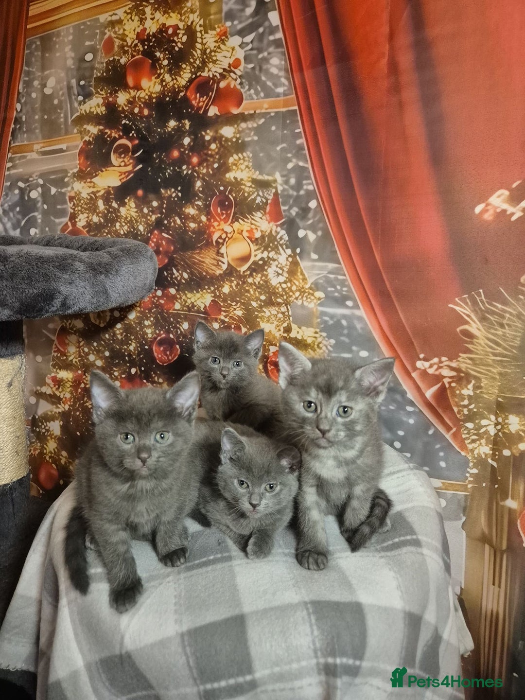 Russian Blue cats for sale: Russian blue x maincoone mix - Advert 2