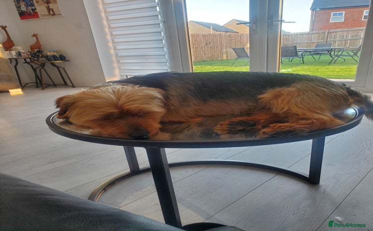 Yorkshire Terrier dogs - Advert 10