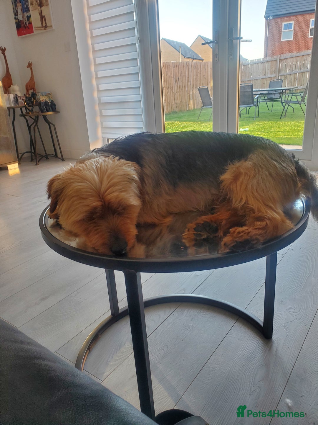 Yorkshire Terrier dogs for stud: Handsome Yorkshire Terrier available for stud! - Image 1