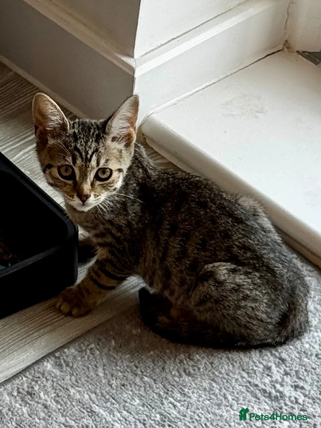 Domestic Shorthair cats for sale: Adorable kitten for adoption in Wallington - Advert 2