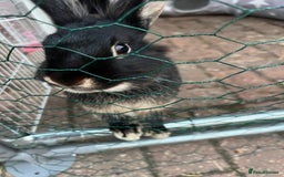 Lionhead rabbits for sale: Coco & Binky Neutered & Fully Bonded Rabbits - Image 5