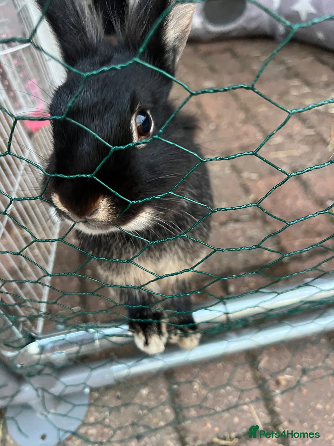 Lionhead rabbits for sale: Coco & Binky Neutered & Fully Bonded Rabbits - Image 5