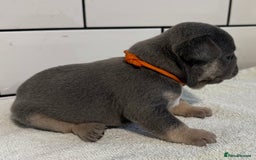 French Bulldog dogs for sale: French bulldog puppies - Image 5
