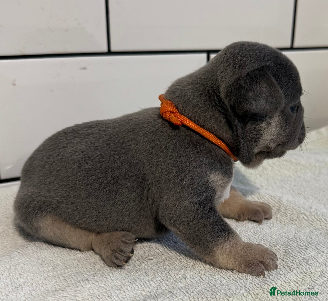 French Bulldog dogs for sale: French bulldog puppies - Image 5