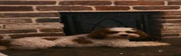 Cavapoo dogs for sale: F2 Cavapoo pups. DNA Health tested parents.  - Advert 25