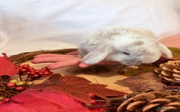 Mini Lop rabbits for sale: Gorgeous Pure Bred Mini Lops 💛 | RESERVE NOW 🐰 - Image 13