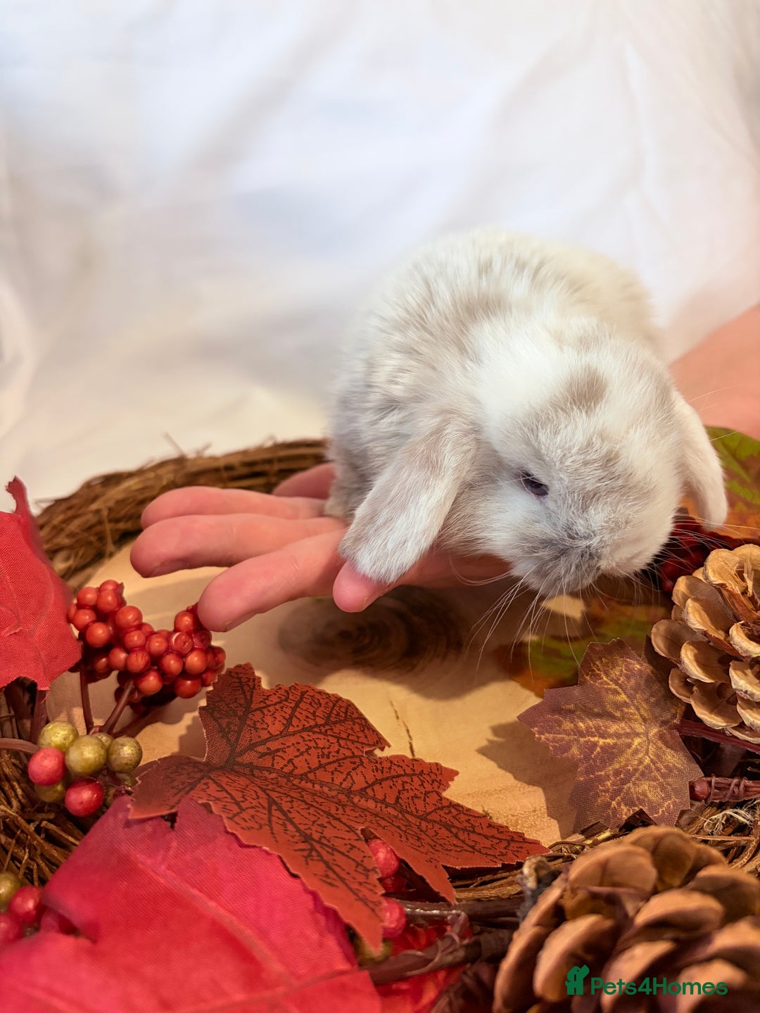 Mini Lop rabbits for sale: Gorgeous Pure Bred Mini Lops 💛 | RESERVE NOW 🐰 - Image 13