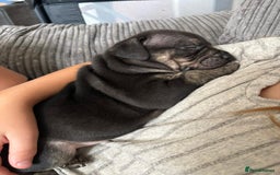 Staffordshire Bull Terrier dogs for sale: Last to males  - Image 4