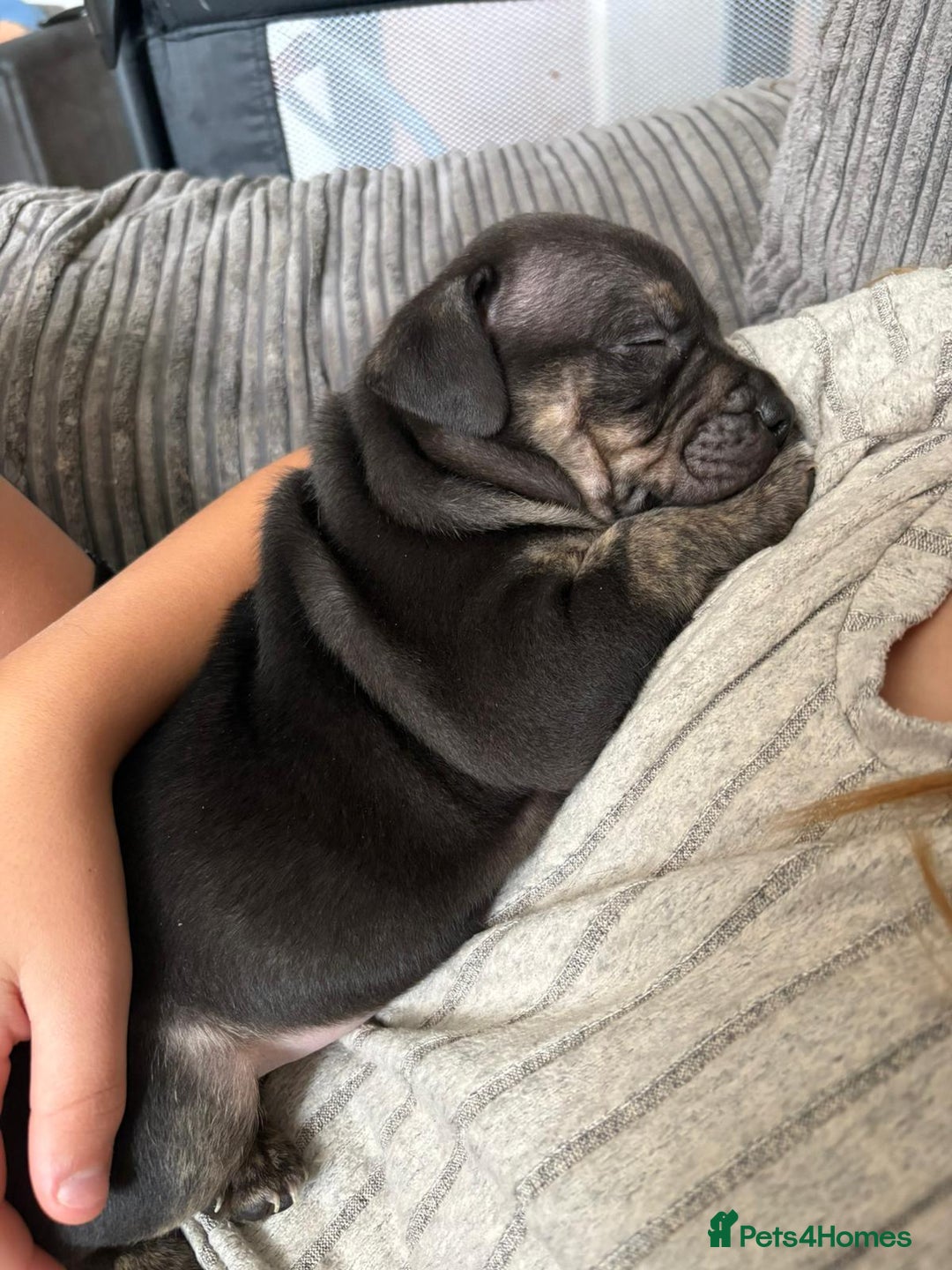 Staffordshire Bull Terrier dogs for sale: Last to males  - Image 4