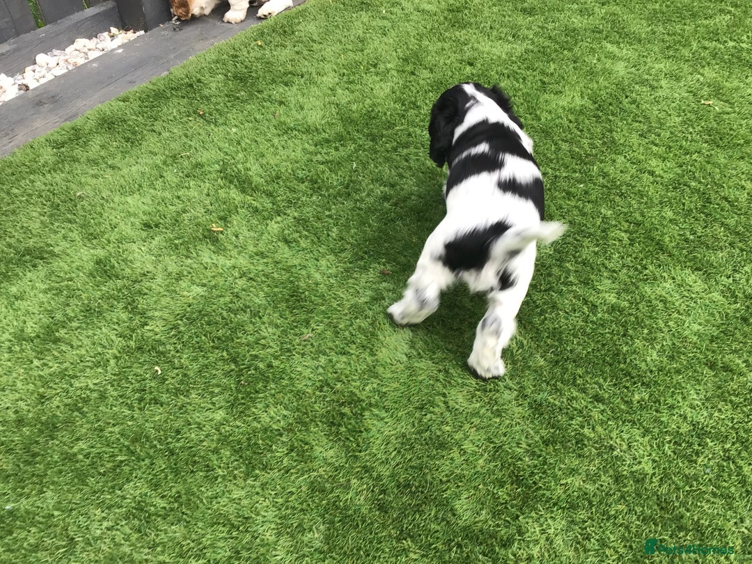 Cocker Spaniel dogs for sale: Show cocker pups  K.C. Reg. AMS. PRA. And FN clear - Image 10
