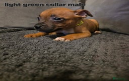 Staffordshire Bull Terrier dogs for sale: STUNNING KC RED STAFFORDSHIRE BULL TERRIER PUPS - Image 13