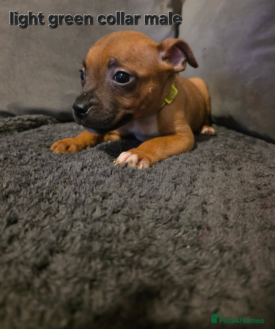 Staffordshire Bull Terrier dogs for sale: STUNNING KC RED STAFFORDSHIRE BULL TERRIER PUPS - Image 13