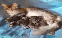 Maine Coon cats for sale: solid boys polydact maine coon  - Image 12