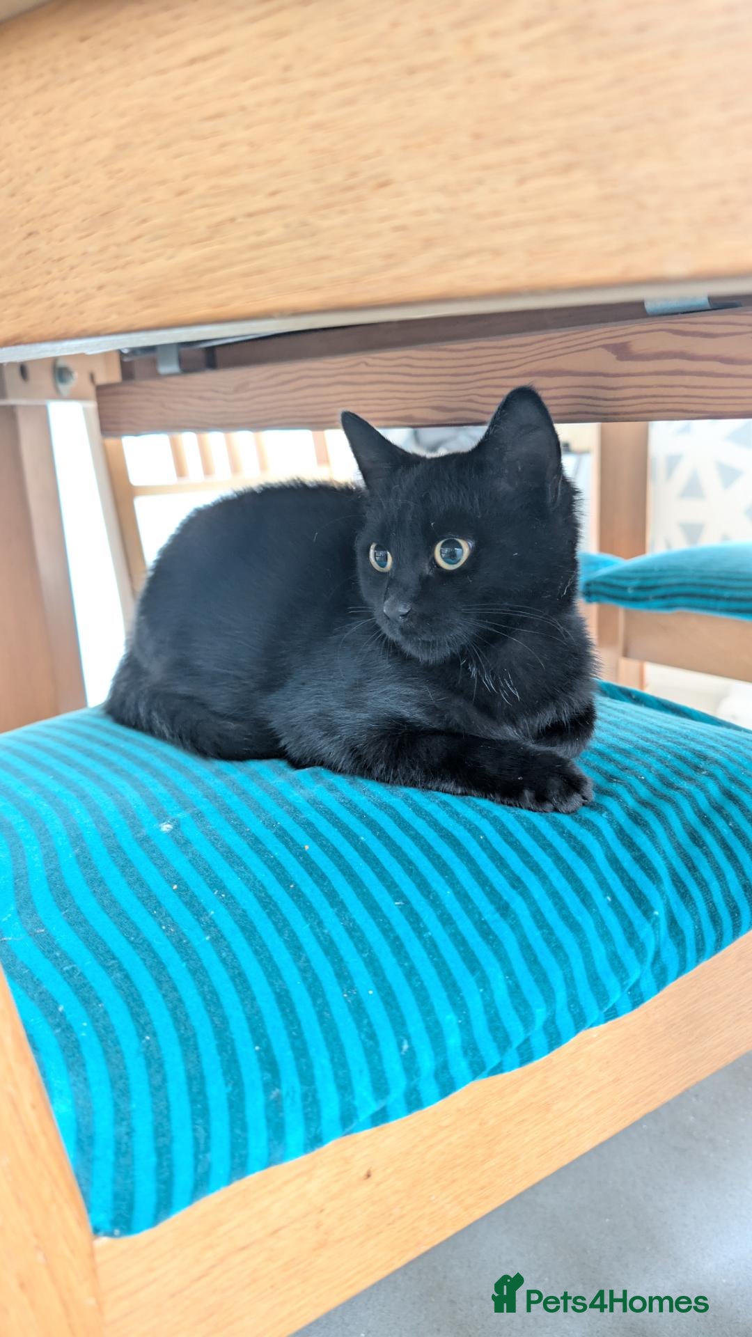 British Shorthair cats Adventurous young cat looking for a new home - Advert 1