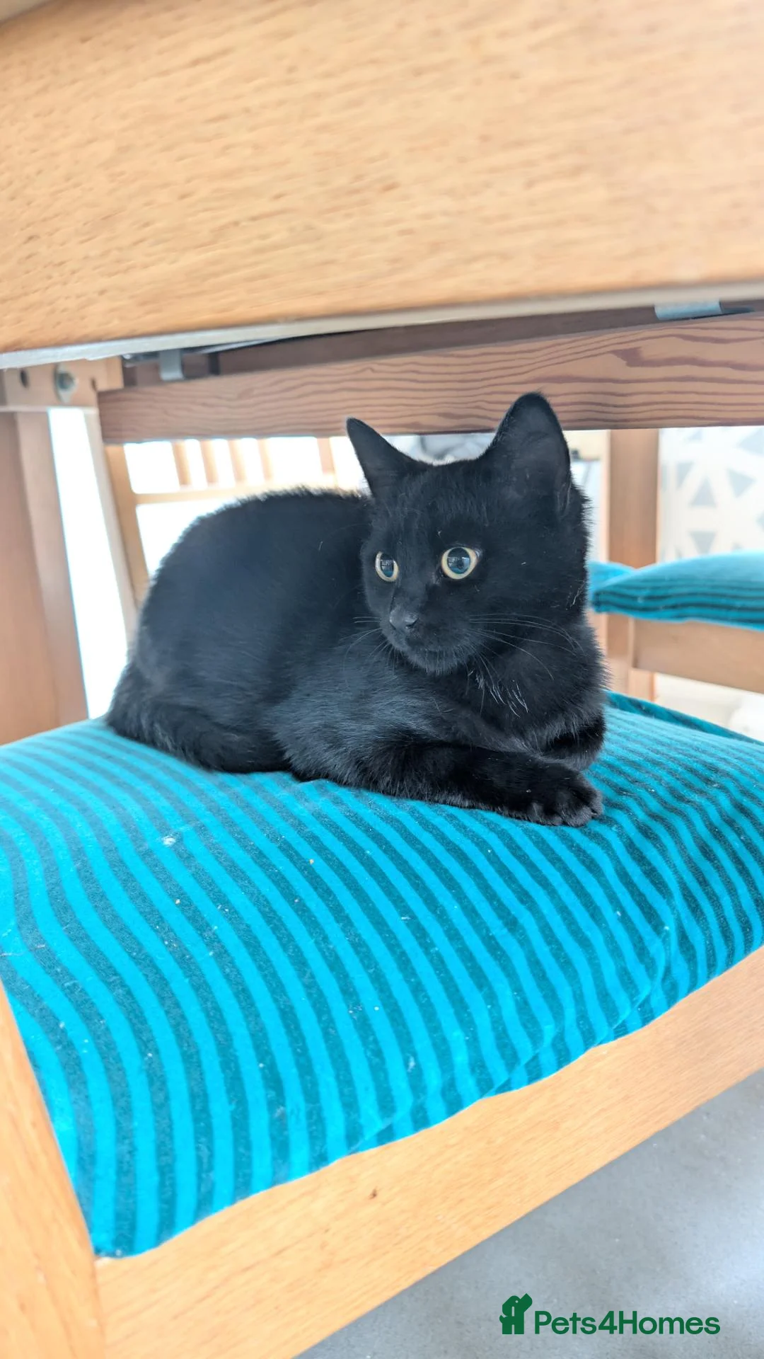 British Shorthair cats for sale: Adventurous young cat looking for a new home - Advert 1