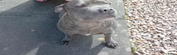 Staffordshire Bull Terrier dogs for sale: Beautiful Blue Staffordshire Bull Terrier Puppies - Advert 7