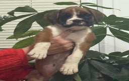 Boxer dogs for sale: Bouncy beautiful boxers  - Image 18