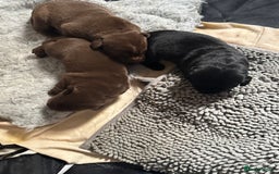 Labrador Retriever dogs for sale: 1 beautiful KC chunky show chocolate boy 4 wks - Image 13