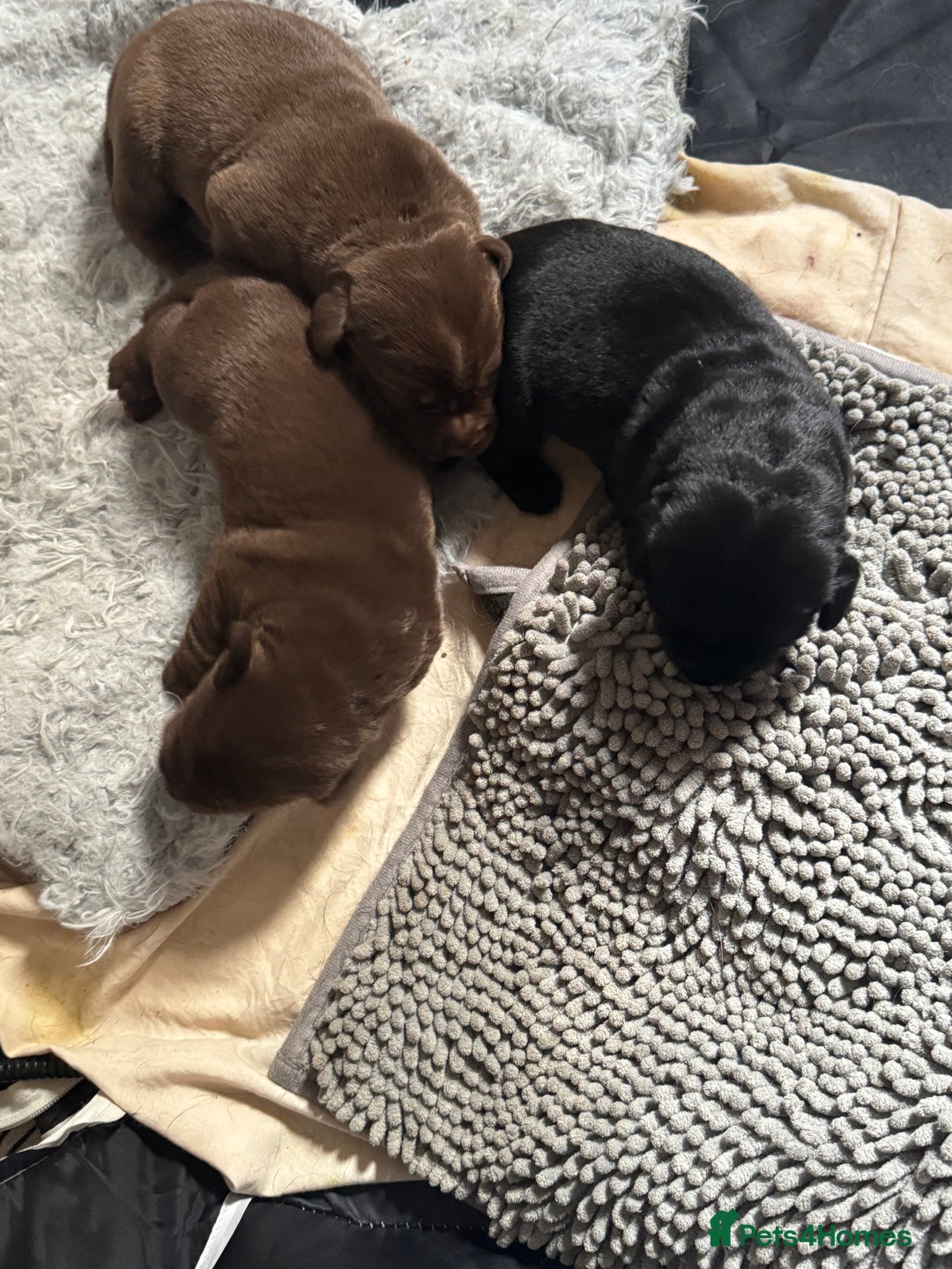 Labrador Retriever dogs for sale: 1 beautiful KC chunky show chocolate boy 4 wks - Image 13
