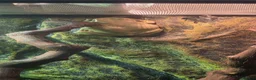 Frog reptiles for sale: White tree frogs blue and brown eyed - Advert 5