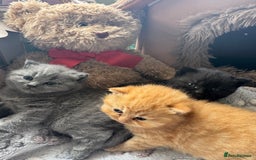 British Shorthair cats for sale: British Short Hair Kittens - Image 1