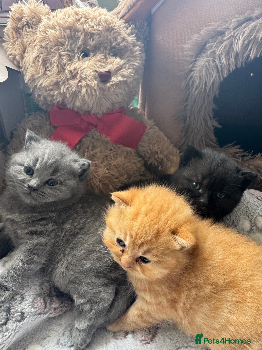 British Shorthair cats for sale: British Short Hair Kittens - Image 1