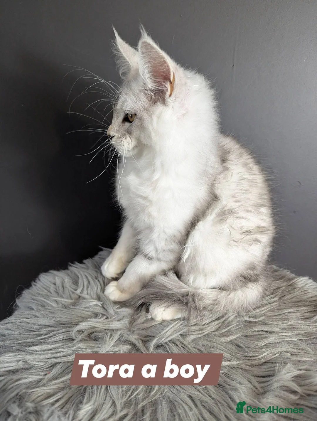 Maine Coon cats for sale: Outstanding babies ready to go  - Advert 13