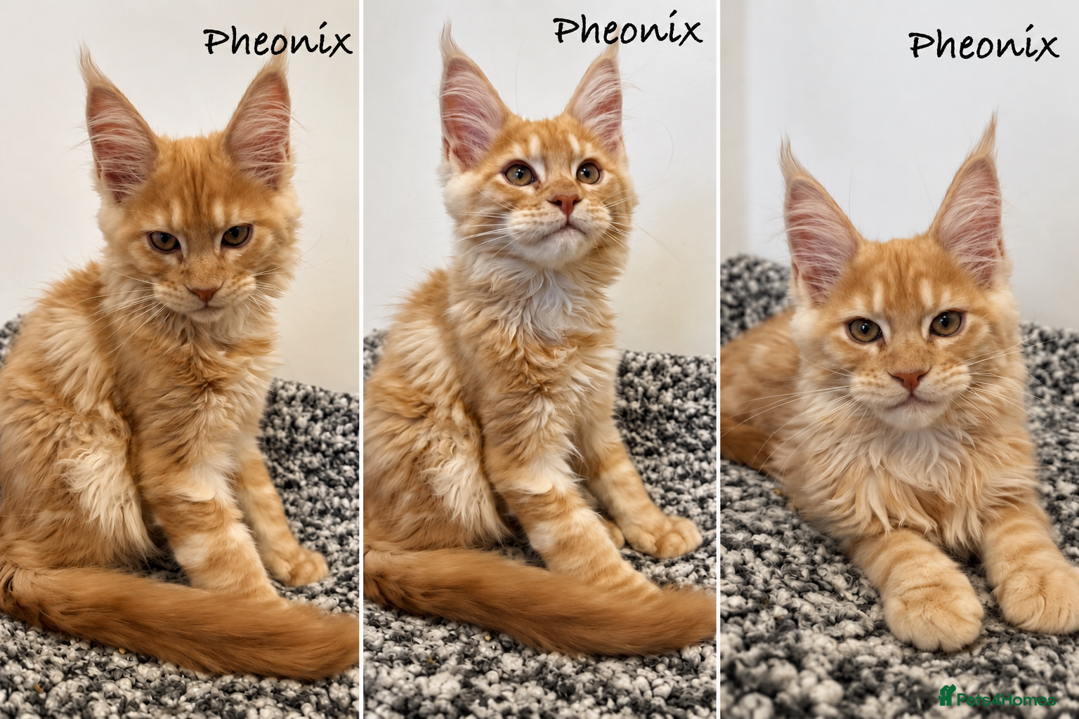 Maine Coon cats 🐾 Maine Coon Kittens TICA Registered 🐾 - Advert 2