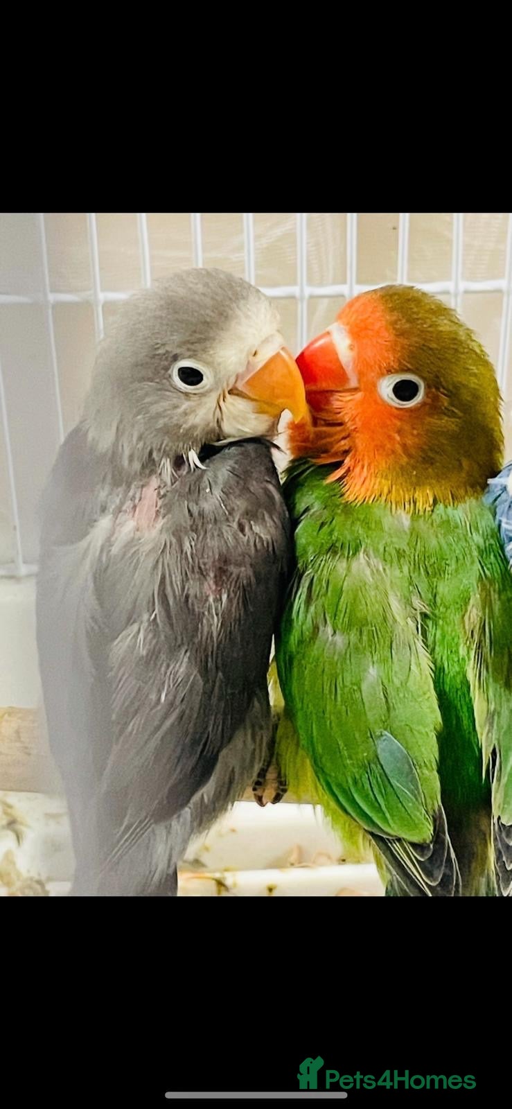 Lovebirds birds for sale: 2 x Baby LoveBirds - Advert 17