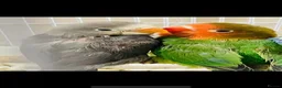Lovebirds birds for sale: 2 x Baby LoveBirds - Advert 1