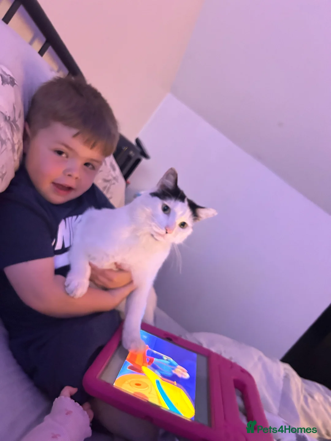 Mixed Breed cats for sale: Free - Loki in need of a new home  in Cannock - Advert 4