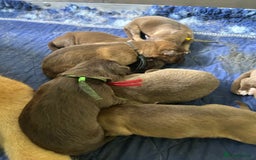 German Shepherd dogs for sale: German shepherd puppies health tested kc reg  in Honiton - Image 12