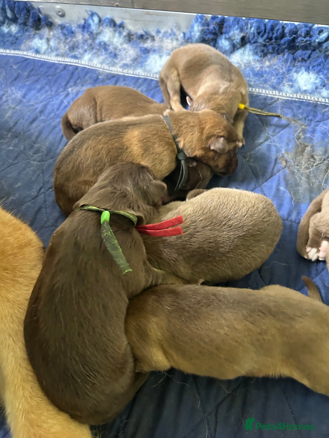 German Shepherd dogs for sale: German shepherd puppies health tested kc reg  in Honiton - Image 12