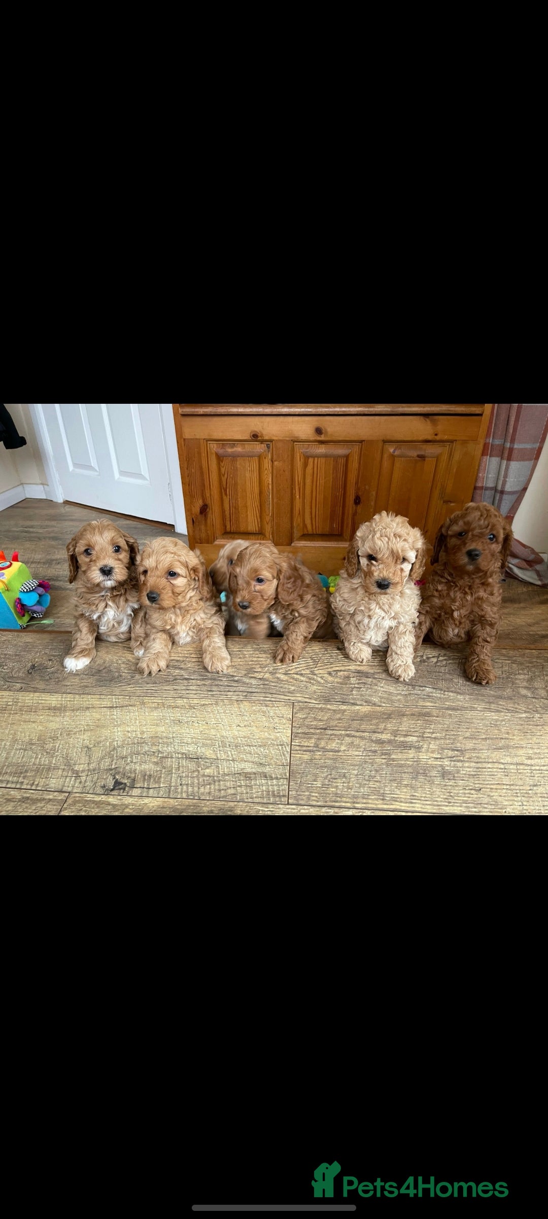 Miniature Poodle dogs for stud: KC Red Miniature Poodle Stud in Baldock - Advert 7