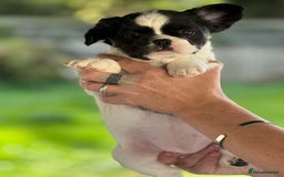 French Bulldog dogs for sale: Fluffy frenchie pups  - Image 14