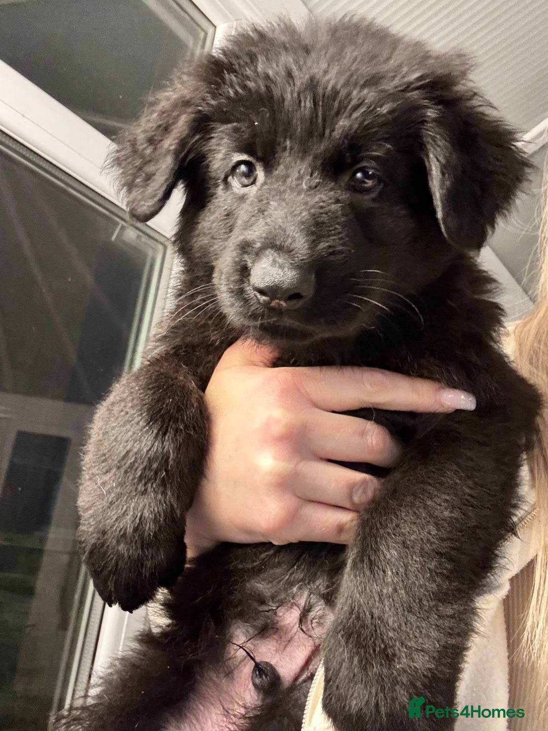 German Shepherd dogs for sale: Rockforce Long Haired German Shepherd Puppies - Advert 23