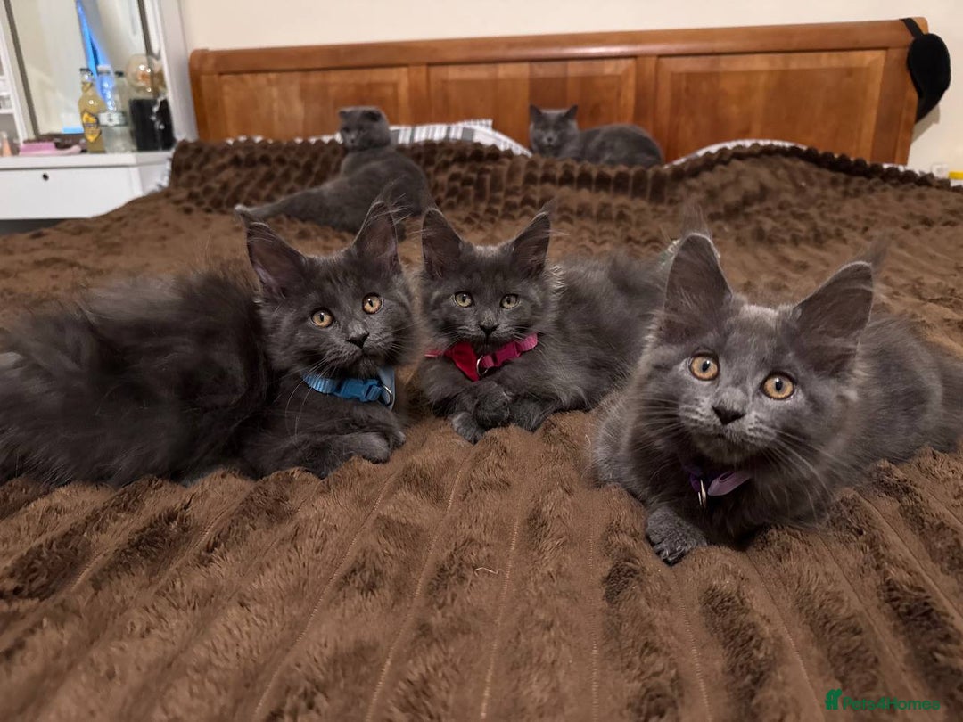 Maine Coon cats for sale: Upcoming Pedigree MaineCoonLitterReservations Open - Advert 2