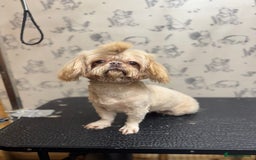 Shih Tzu dogs for sale: READY NOW boy and girl  - Image 3