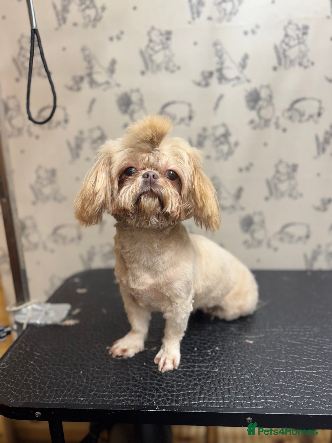Shih Tzu dogs for sale: READY NOW boy and girl  - Image 3