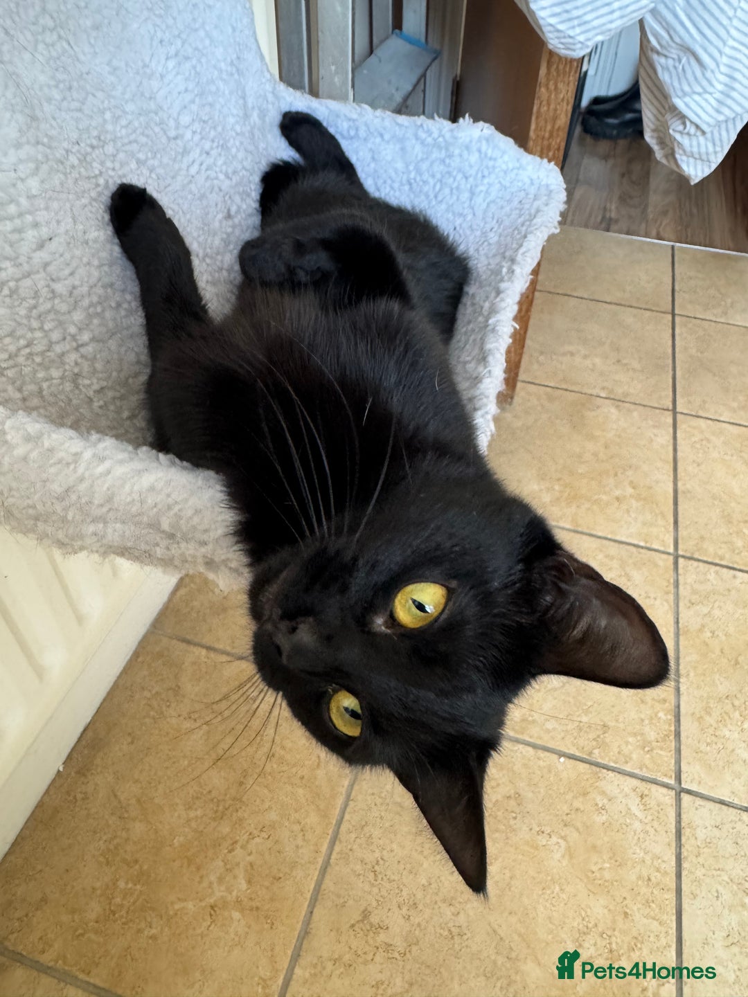 Mixed Breed cats for sale: Moggy cat ‘Florence / Flo’ - Advert 5