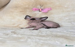 Sphynx cats for sale: Sphynx kittens bominant odd eyes  - Image 3