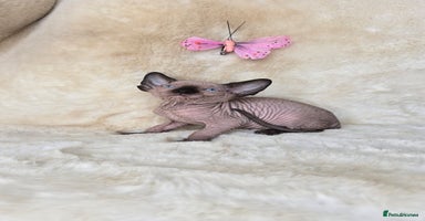 Sphynx cats - Advert 8