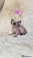 Sphynx cats - Advert 1