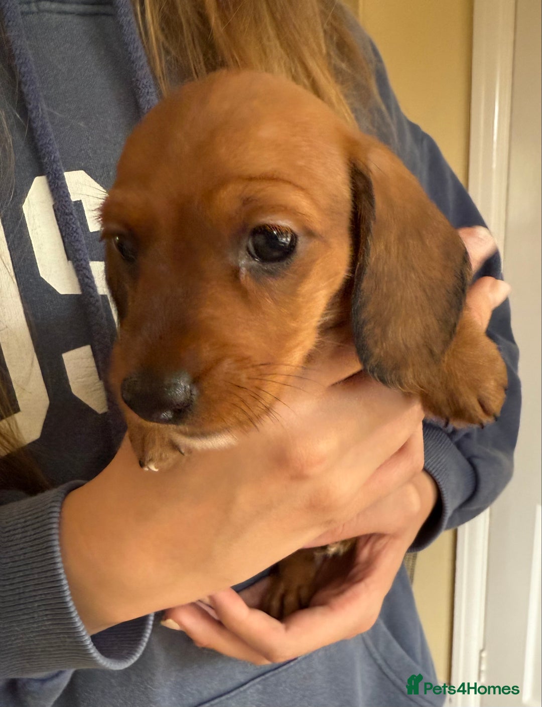 Miniature Dachshund dogs for sale: Stunning miniature wire haired dachshunds  - Image 5
